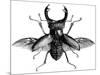 A Rather Handsome Stag Beetle Spreads its Wings-null-Mounted Art Print