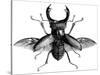 A Rather Handsome Stag Beetle Spreads its Wings-null-Stretched Canvas