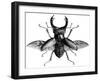 A Rather Handsome Stag Beetle Spreads its Wings-null-Framed Art Print