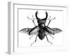 A Rather Handsome Stag Beetle Spreads its Wings-null-Framed Art Print