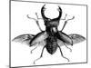 A Rather Handsome Stag Beetle Spreads its Wings-null-Mounted Art Print