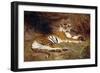 A Reclining Tiger, 1904 (Oil on Canvas)-Gustave Surand-Framed Giclee Print