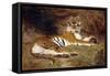 A Reclining Tiger, 1904 (Oil on Canvas)-Gustave Surand-Framed Stretched Canvas