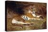 A Reclining Tiger, 1904 (Oil on Canvas)-Gustave Surand-Stretched Canvas