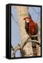 A Red-And-Green Macaw in the Pantanal, Brazil-Neil Losin-Framed Stretched Canvas