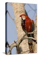 A Red-And-Green Macaw in the Pantanal, Brazil-Neil Losin-Stretched Canvas