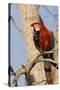 A Red-And-Green Macaw in the Pantanal, Brazil-Neil Losin-Stretched Canvas