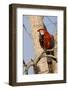 A Red-And-Green Macaw in the Pantanal, Brazil-Neil Losin-Framed Photographic Print
