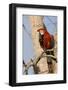 A Red-And-Green Macaw in the Pantanal, Brazil-Neil Losin-Framed Photographic Print