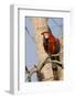 A Red-And-Green Macaw in the Pantanal, Brazil-Neil Losin-Framed Photographic Print