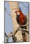 A Red-And-Green Macaw in the Pantanal, Brazil-Neil Losin-Mounted Photographic Print