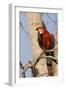 A Red-And-Green Macaw in the Pantanal, Brazil-Neil Losin-Framed Photographic Print