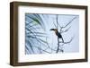 A Red-Breasted Toucan, Ramphastos Dicolorus, Waits in a Tree in Ubatuba, Brazil-Alex Saberi-Framed Photographic Print