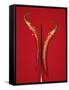 A Red Chili Pepper Sliced in Half-Jan-peter Westermann-Framed Stretched Canvas