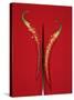 A Red Chili Pepper Sliced in Half-Jan-peter Westermann-Stretched Canvas