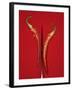 A Red Chili Pepper Sliced in Half-Jan-peter Westermann-Framed Photographic Print