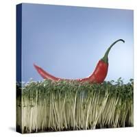 A Red Chilli Lying on a Bed of Cress-null-Stretched Canvas