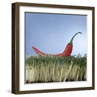 A Red Chilli Lying on a Bed of Cress-null-Framed Photographic Print