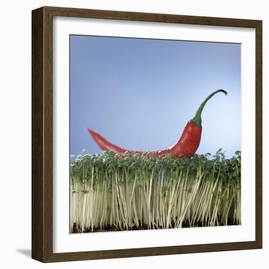 A Red Chilli Lying on a Bed of Cress-null-Framed Photographic Print