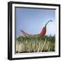 A Red Chilli Lying on a Bed of Cress-null-Framed Photographic Print