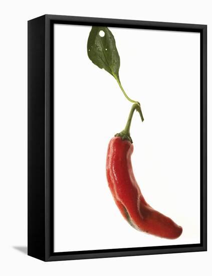 A Red Chilli Pepper with a Leaf-Robbert Koene-Framed Stretched Canvas