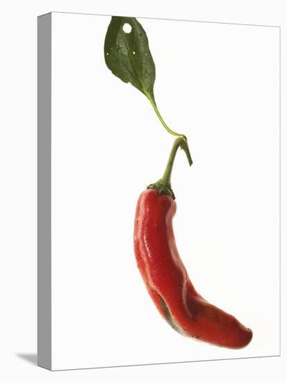 A Red Chilli Pepper with a Leaf-Robbert Koene-Stretched Canvas