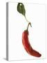 A Red Chilli Pepper with a Leaf-Robbert Koene-Stretched Canvas