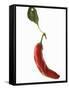 A Red Chilli Pepper with a Leaf-Robbert Koene-Framed Stretched Canvas