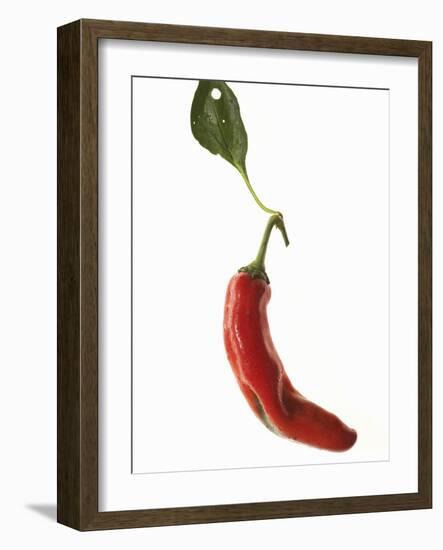 A Red Chilli Pepper with a Leaf-Robbert Koene-Framed Photographic Print