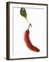 A Red Chilli Pepper with a Leaf-Robbert Koene-Framed Photographic Print