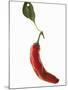 A Red Chilli Pepper with a Leaf-Robbert Koene-Mounted Photographic Print