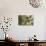 A Red-Cowled Cardinal Perching on a Tree in Sao Paulo's Ibirapuera Park-Alex Saberi-Photographic Print displayed on a wall