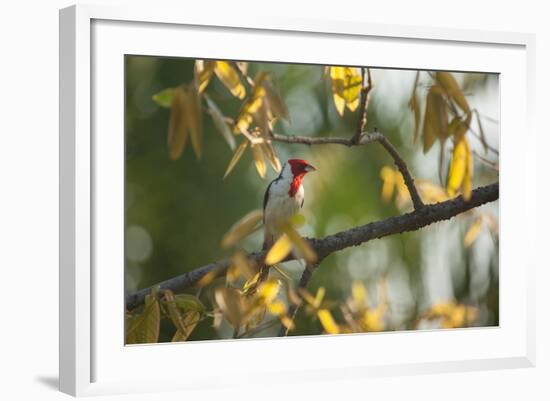 A Red-Cowled Cardinal Perching on a Tree in Sao Paulo's Ibirapuera Park-Alex Saberi-Framed Photographic Print