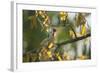 A Red-Cowled Cardinal Perching on a Tree in Sao Paulo's Ibirapuera Park-Alex Saberi-Framed Photographic Print