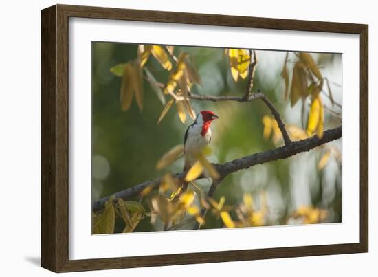 A Red-Cowled Cardinal Perching on a Tree in Sao Paulo's Ibirapuera Park-Alex Saberi-Framed Photographic Print