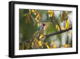 A Red-Cowled Cardinal Perching on a Tree in Sao Paulo's Ibirapuera Park-Alex Saberi-Framed Photographic Print