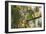 A Red-Cowled Cardinal Perching on a Tree in Sao Paulo's Ibirapuera Park-Alex Saberi-Framed Photographic Print