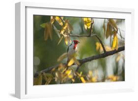 A Red-Cowled Cardinal Perching on a Tree in Sao Paulo's Ibirapuera Park-Alex Saberi-Framed Photographic Print