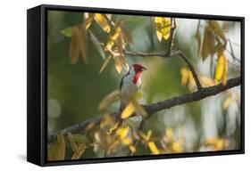 A Red-Cowled Cardinal Perching on a Tree in Sao Paulo's Ibirapuera Park-Alex Saberi-Framed Stretched Canvas