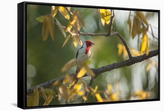 A Red-Cowled Cardinal Perching on a Tree in Sao Paulo's Ibirapuera Park-Alex Saberi-Framed Stretched Canvas