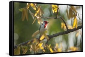 A Red-Cowled Cardinal Perching on a Tree in Sao Paulo's Ibirapuera Park-Alex Saberi-Framed Stretched Canvas