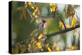 A Red-Cowled Cardinal Perching on a Tree in Sao Paulo's Ibirapuera Park-Alex Saberi-Stretched Canvas