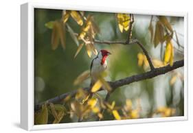 A Red-Cowled Cardinal Perching on a Tree in Sao Paulo's Ibirapuera Park-Alex Saberi-Framed Photographic Print