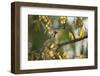 A Red-Cowled Cardinal Perching on a Tree in Sao Paulo's Ibirapuera Park-Alex Saberi-Framed Photographic Print