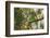 A Red-Cowled Cardinal Perching on a Tree in Sao Paulo's Ibirapuera Park-Alex Saberi-Framed Photographic Print