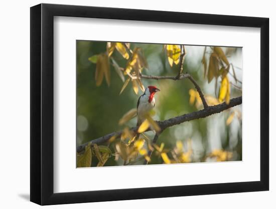 A Red-Cowled Cardinal Perching on a Tree in Sao Paulo's Ibirapuera Park-Alex Saberi-Framed Photographic Print