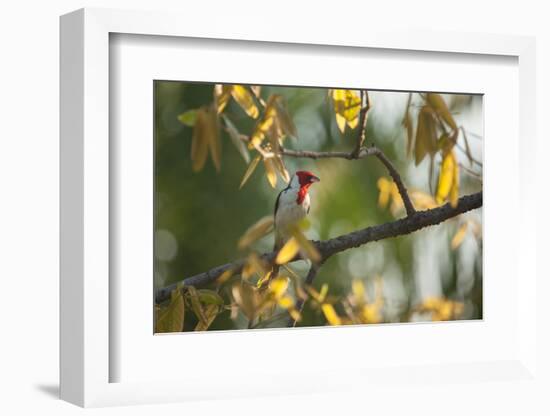 A Red-Cowled Cardinal Perching on a Tree in Sao Paulo's Ibirapuera Park-Alex Saberi-Framed Photographic Print