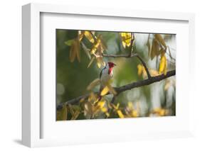 A Red-Cowled Cardinal Perching on a Tree in Sao Paulo's Ibirapuera Park-Alex Saberi-Framed Photographic Print