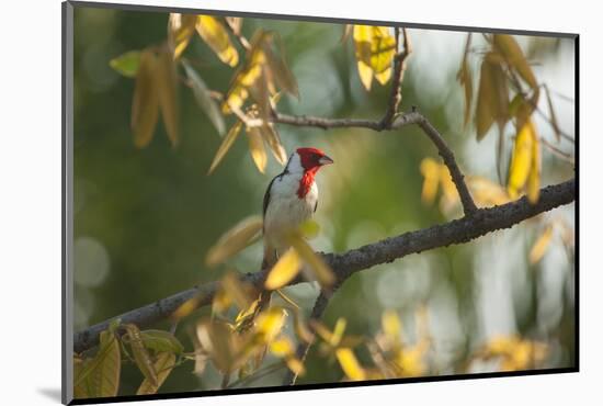 A Red-Cowled Cardinal Perching on a Tree in Sao Paulo's Ibirapuera Park-Alex Saberi-Mounted Photographic Print
