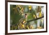 A Red-Cowled Cardinal Perching on a Tree in Sao Paulo's Ibirapuera Park-Alex Saberi-Framed Photographic Print